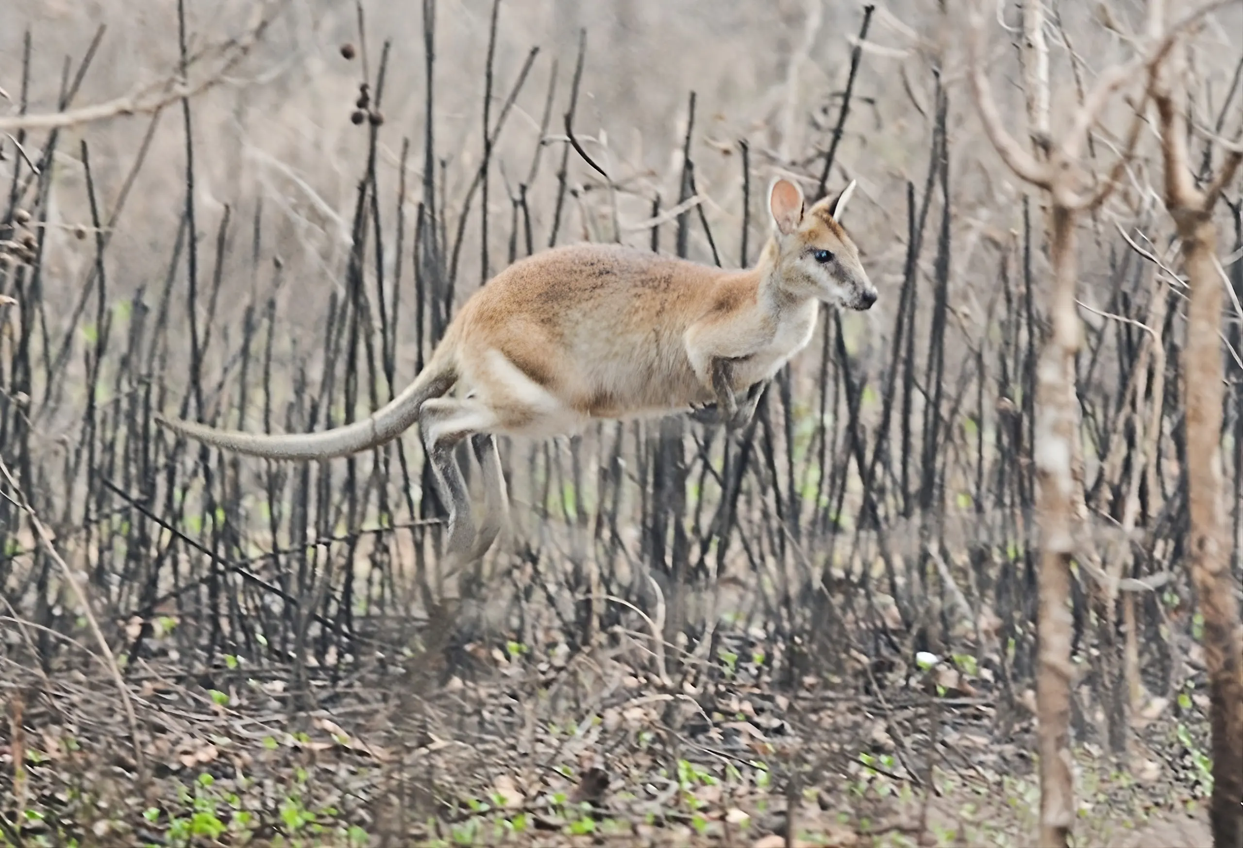 Keunikan Walabi Papua, Saudara Kecil Kanguru yang Gesit Melompat di Hutan Papua